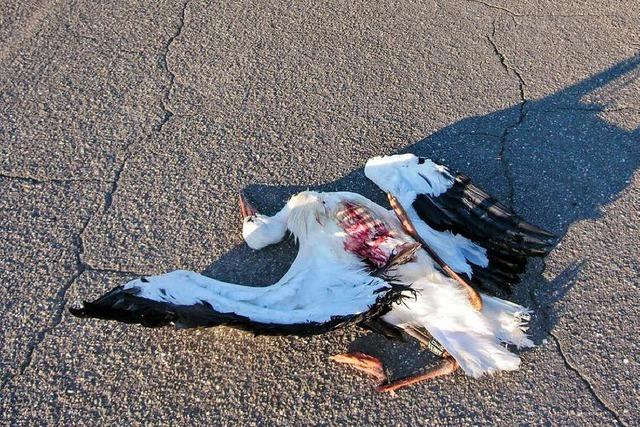 Auto tötet Storch auf gesperrter Naturschutz-Straße