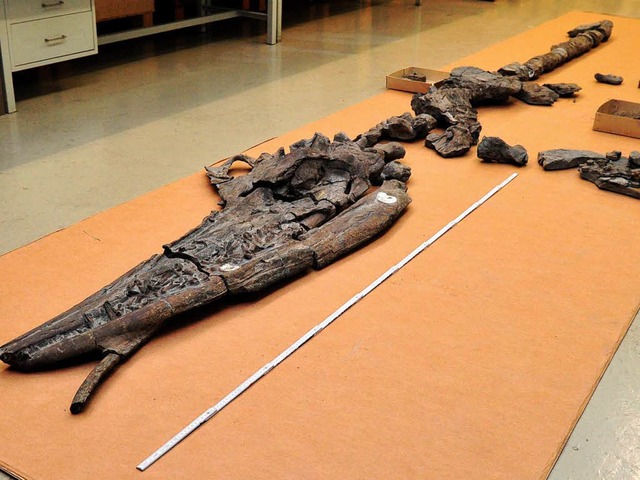 Aus dem Lager aufgetaucht: der  Ichthyosaurier in Stuttgart  | Foto: dpa