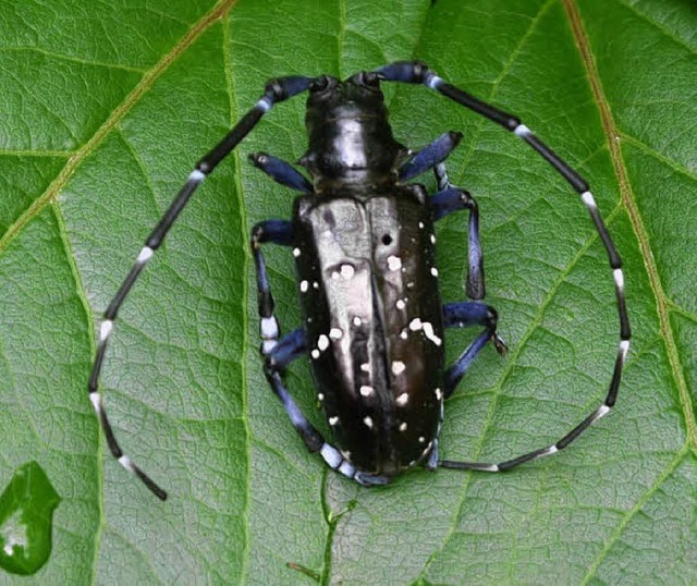 Der Laubholzbockkfer wird zwischen 2,...den teilweise ein Vielfaches so lang.   | Foto: Landratsamt