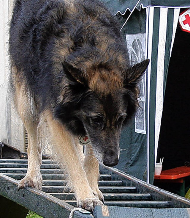 Am Tag der offenen Tr in flingen zeigen auch Rettungshunde ihr Knnen.   | Foto: Archivfoto: Charlotte Frse
