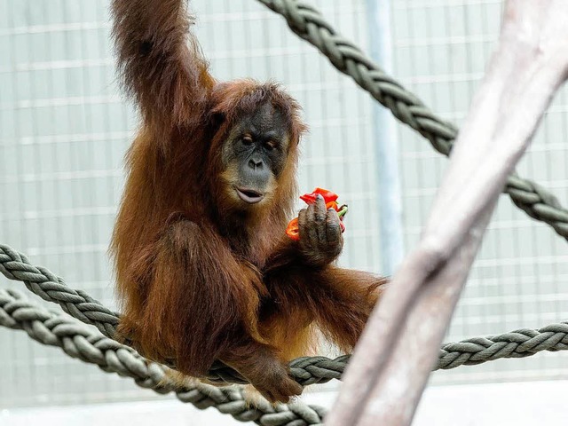 Die neuen Orang Utans erkunden das Gehege in Basel.  | Foto: Zoo Basel