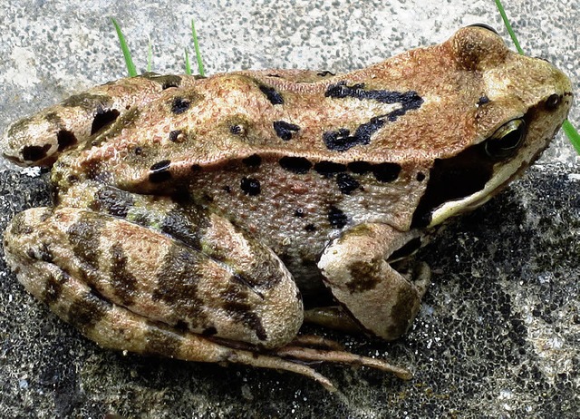 Nordweiler Grasfrosch mit V-Zeichen.  | Foto: Reiner Merz