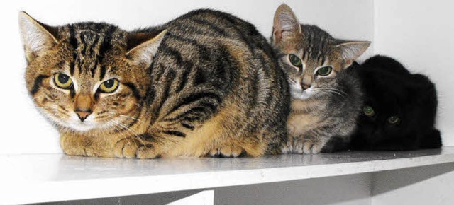 Immer mehr junge Katzen werden als Fun...e einen neuen Besitzer finden knnen.   | Foto: Tierheim