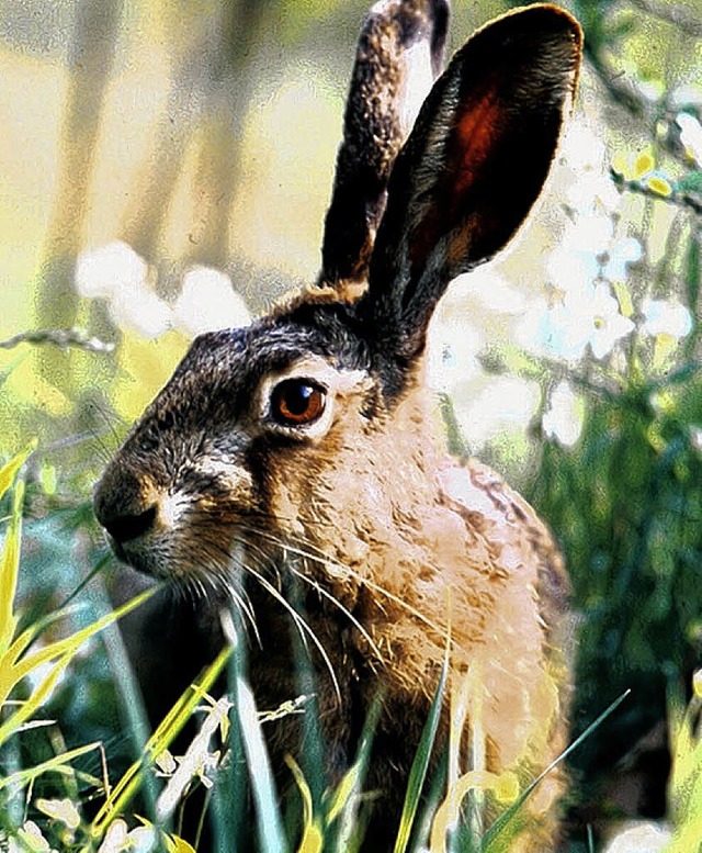 Der Feldhase (Lepus europaeus) bereitet Kmmernisse.   | Foto: DPA