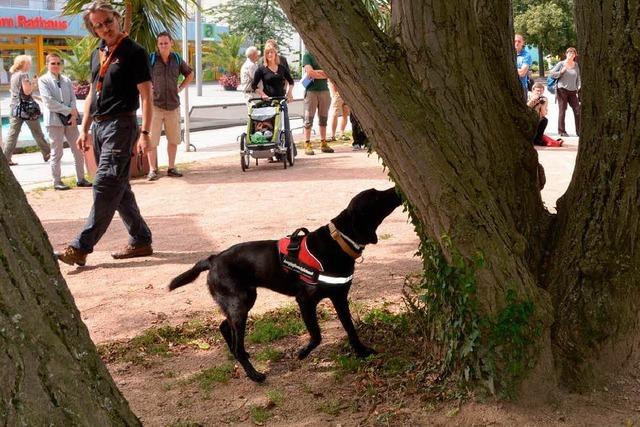 Hunde spren in Weil am Rhein den Laubholzbockkfer auf