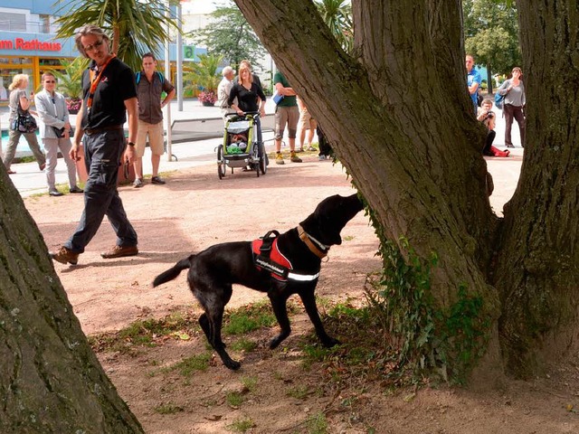 Und schon hat der Sprhund erschnupper...des Laubholzbockkfers versteckt sind.  | Foto: Jochen Fillisch