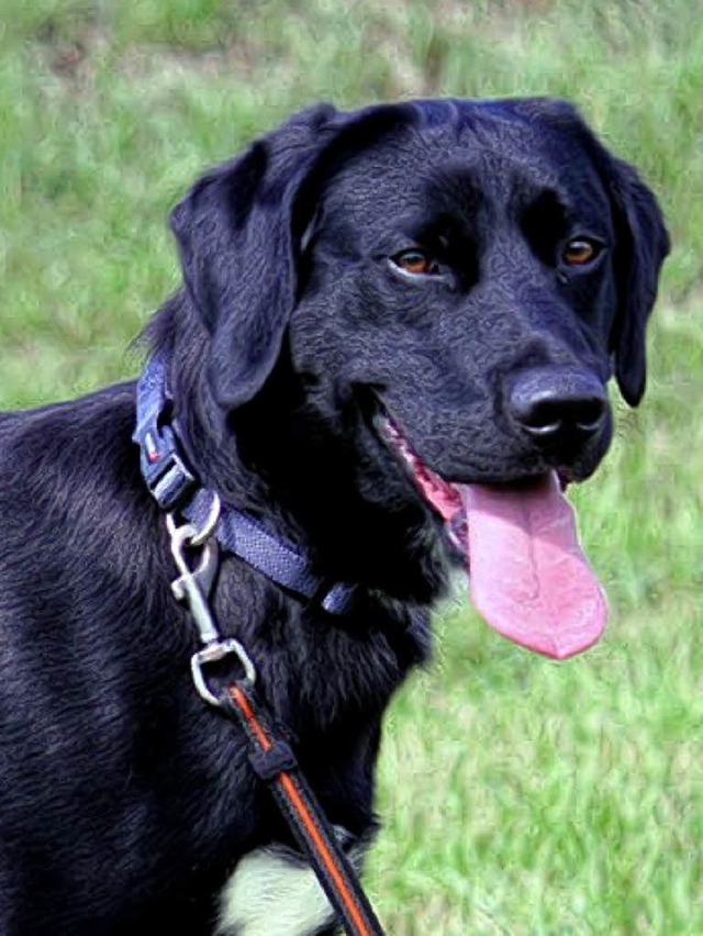 Labrador Bo gilt als unbekmmerter und unkomplizierter Vierbeiner.   | Foto: Tierheim