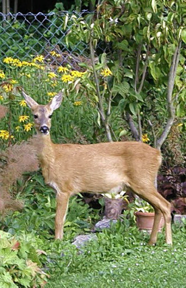 Das Reh frisst Rosen und nimmt Reiaus  | Foto: Michael Krug