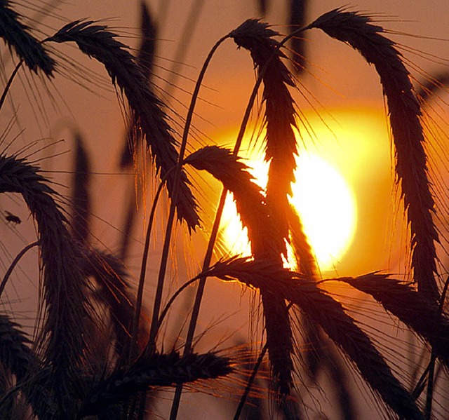 Der Getreidepreis steigt   | Foto: dpa
