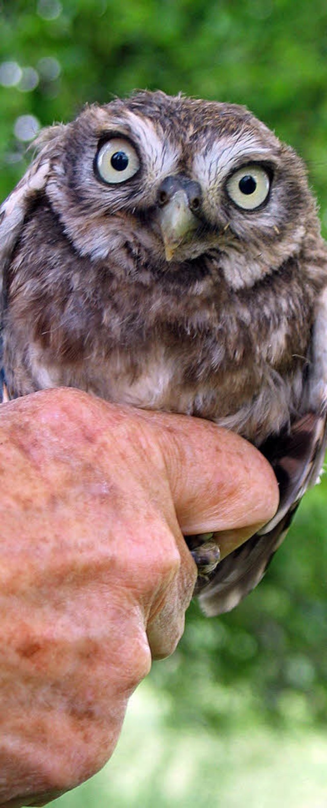 Steinkuze sind trotz ihrer Gre von ... sitzt auf der Hand von Franz Prei.    | Foto: Jutta Schtz