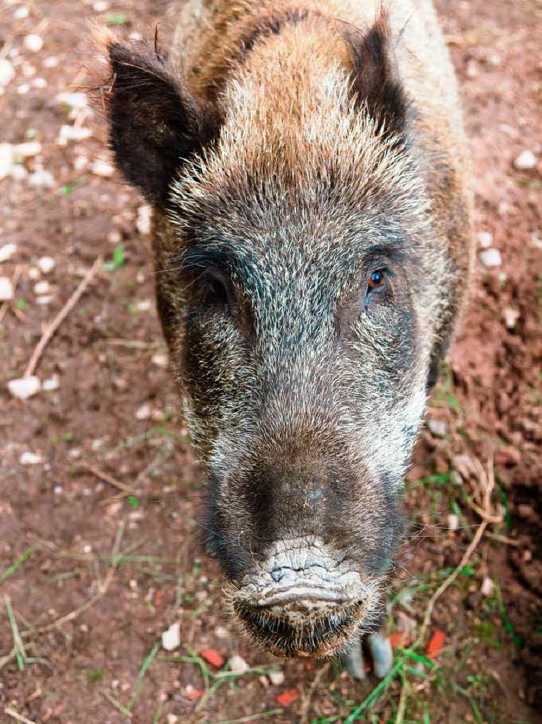 Die Wildschweine scheinen zutraulich und - wenn  diese vermenschelnde Bemerkung gestattet ist - durchaus freundlich zu sein.