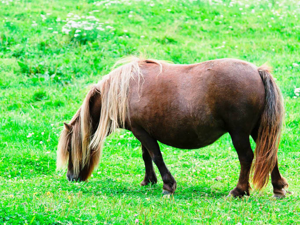 „Hauptattraktion sind die Tiere“, sagt Verena Reichle, die Leiterin des Parks. Hier gibt es unter anderem die kleinen Shetlandponys ...