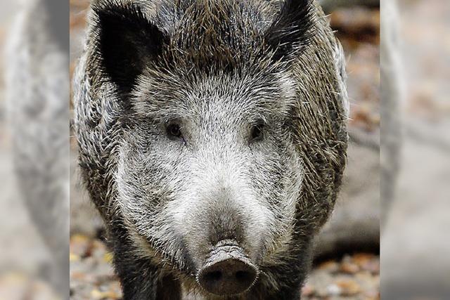 SOMMERZEIT: Schwein gehabt!