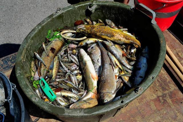 Spurensuche am Bach: Unternehmen knnte Fischsterben ausgelst haben