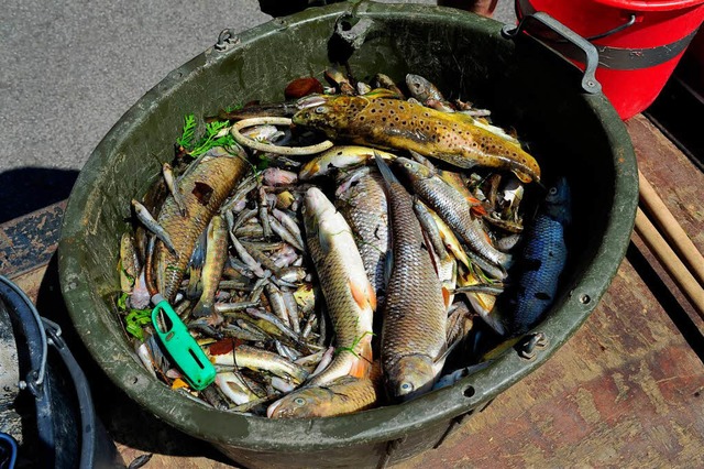 Tote Fische aus dem Kronenmhlebach: D...h der Ursache des Fischsterbens luft.  | Foto: Thomas Kunz