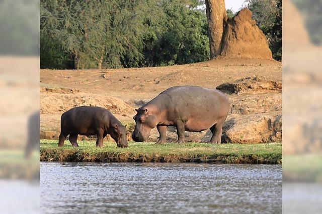 Kanu-Safari durch Simbabwe