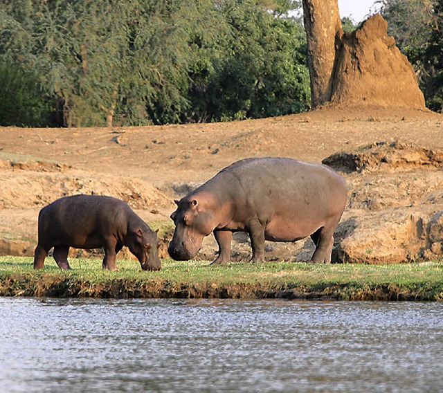 Dicht zusammenbleiben und Ruhe bewahren: Mit Flusspferden ist nicht zu spaen.  | Foto: Winfried Schumacher