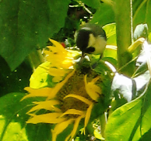 Die freche Meise zupft an der Sonnenblume.  | Foto: Gudrun Vollmer