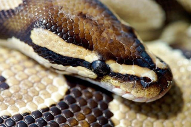 Ein Python ist in Vrstetten ausgebxt (Symbolbild)  | Foto: dpa