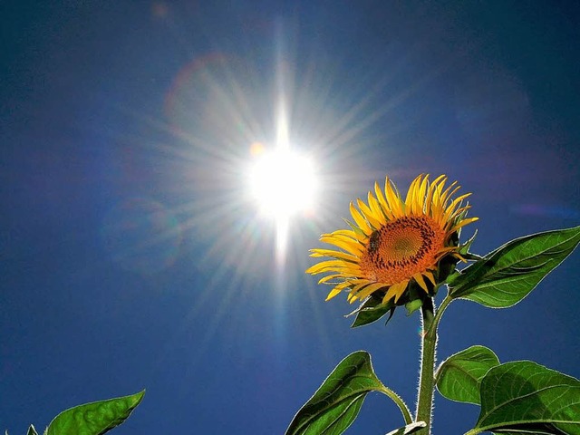 Sonnenblumen bei Tbingen: In ganz Bad...glich gehaltene Hchsttemperaturen zu.  | Foto: dpa