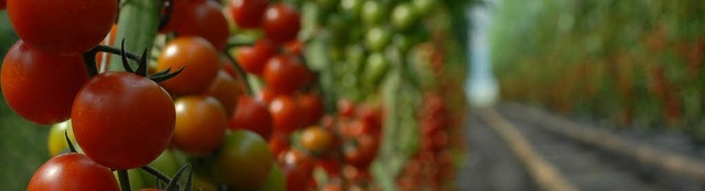 Die Tomaten im Gewchshaus gedeihen di...ist eine gleichmige Reifung wichtig.  | Foto: Jannik Schall