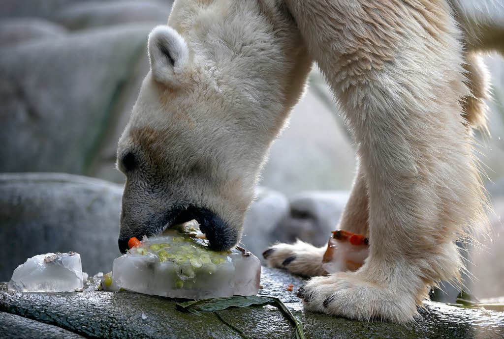 In Hamburg erfrischte sich ein Eisbr im Tierpark Hagenbeck an einer Eisbombe.