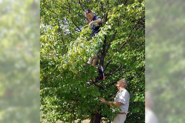 So suchen Baumkontrolleure im Rheinpark nach Schädlingen