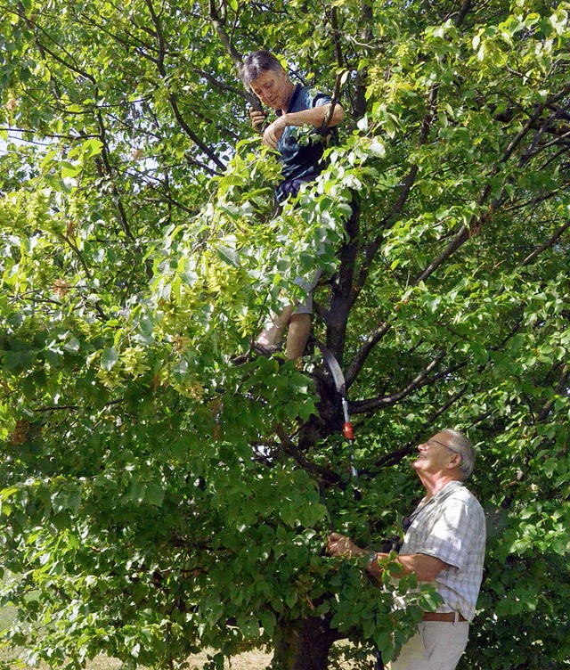 Helmut Ruser begutachtet die ste von ...dling auch schon einmal in den Baum.   | Foto: Fillisch