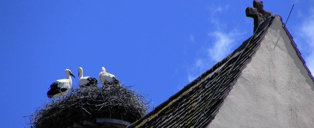 Der Storch muss bei der Nahrungssuche ...hbeauftragte des Landes, Ute Reinhard.  | Foto: Ines Bode