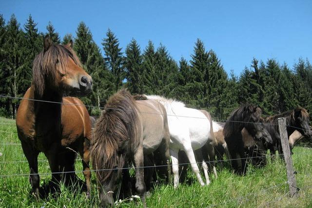 Pferde finden natürliche Beweidung zum Wiehern