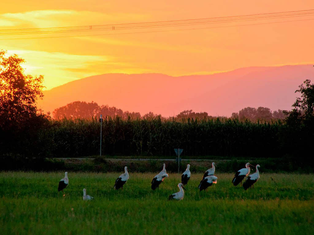 Strche bei RingsheimFoto: Linus Rauer, Ringsheim