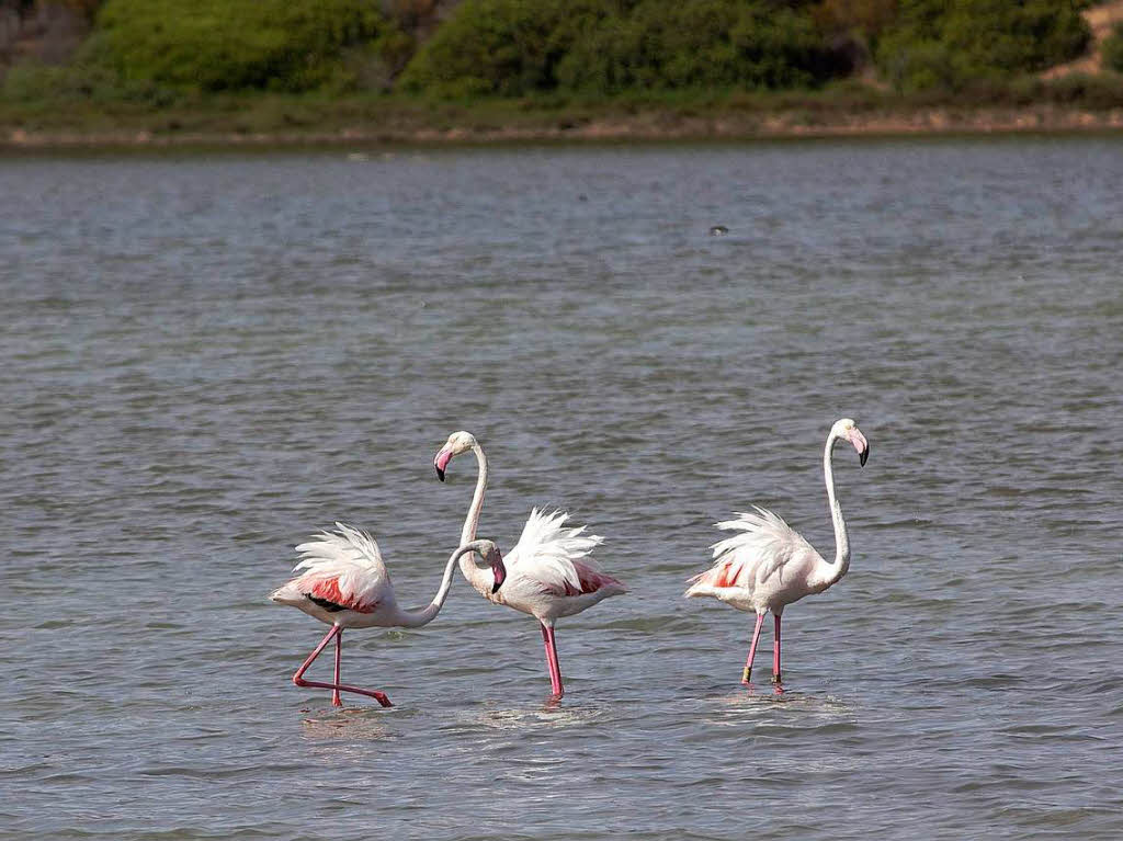 Flamingos, Capo Spartivento, SardinienFoto: Gunther Bieser, Offenburg