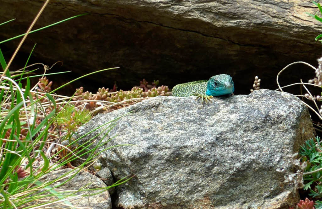 Smaragdeidechse am Sonnenberg in SdtirolFoto: Peter Scholz, Mahlberg