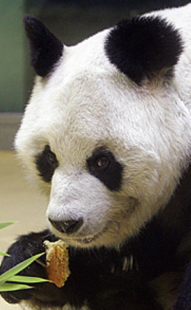 Bao Bao  | Foto: dapd