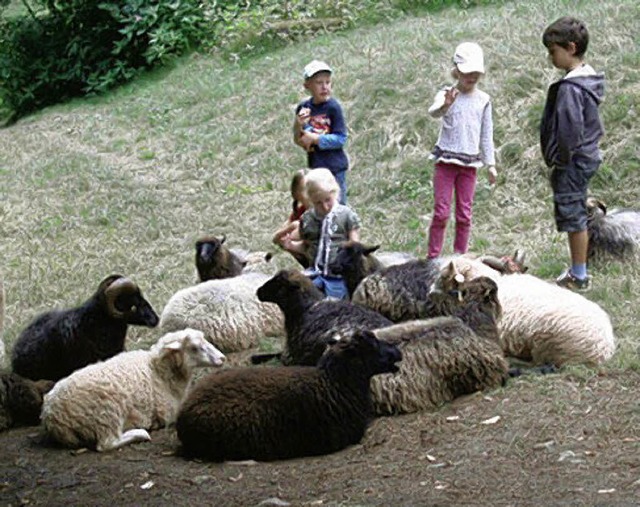 Wandern mit Schafen und Lamas: Der SPD...den Tieren durch den Wald zu ziehen.    | Foto: Privat