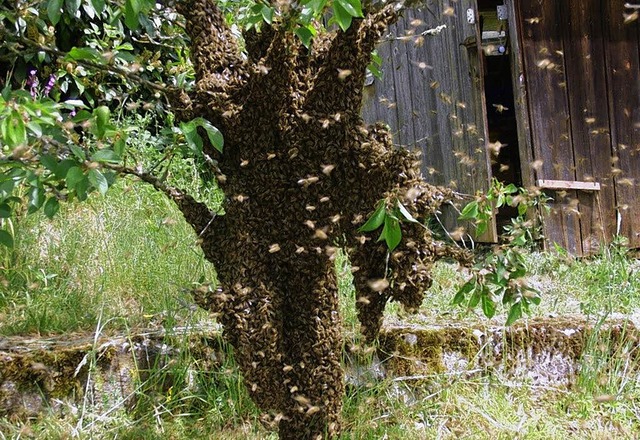 Ein Bienenvolk von Fritz Brendlin hatt...n ihren Stock zurckbefrdert wurden.   | Foto: Heiner Fabry
