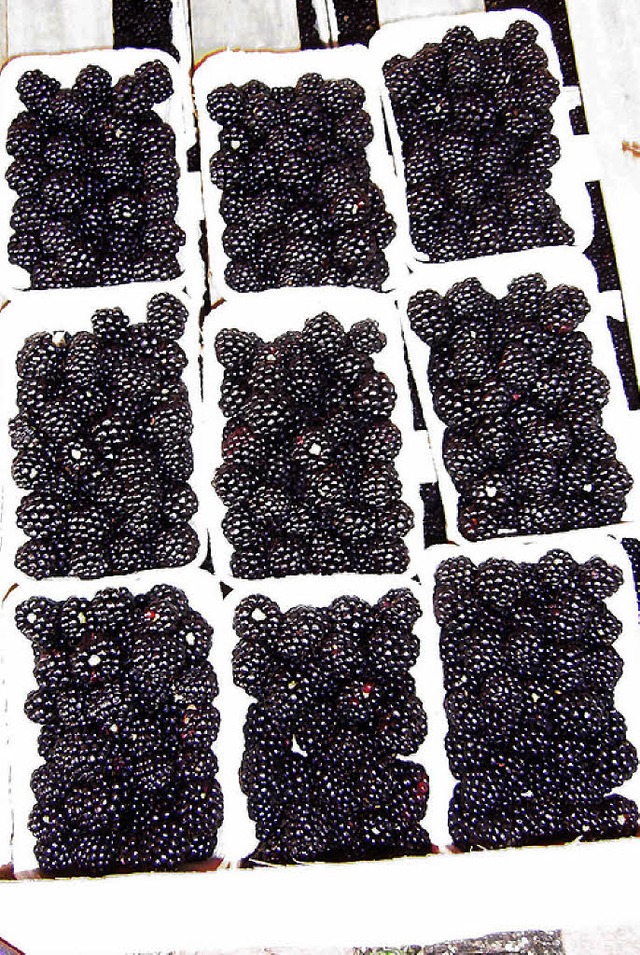 Brombeeren   | Foto: Wolfgang Meyer