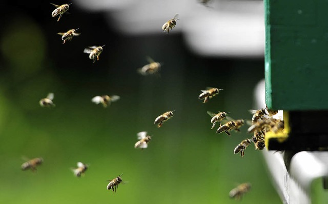 Die Bienen waren  auch in diesem Jahr ...ager aus wie schon lange nicht mehr.    | Foto: DPA