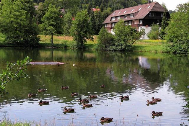 Enten im Stehlesee sollen nicht mehr gefttert werden