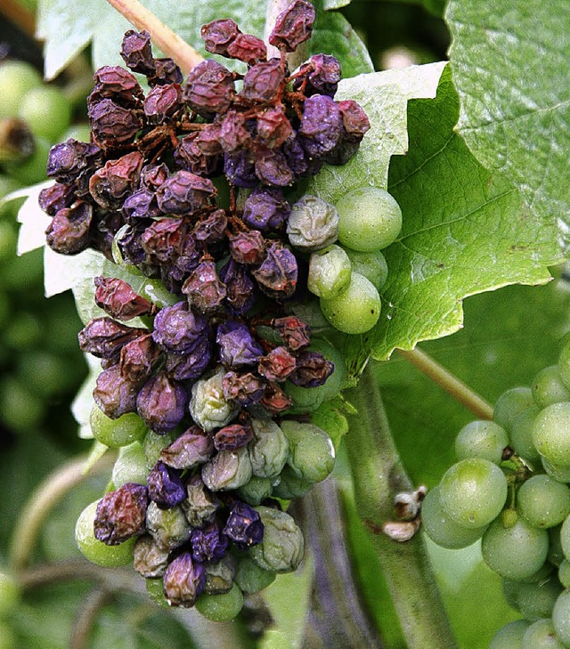 Ausgetrocknete Beeren sind Folgen eine...e zeigt Burgunderreben Anfang August.   | Foto: Silvia Faller