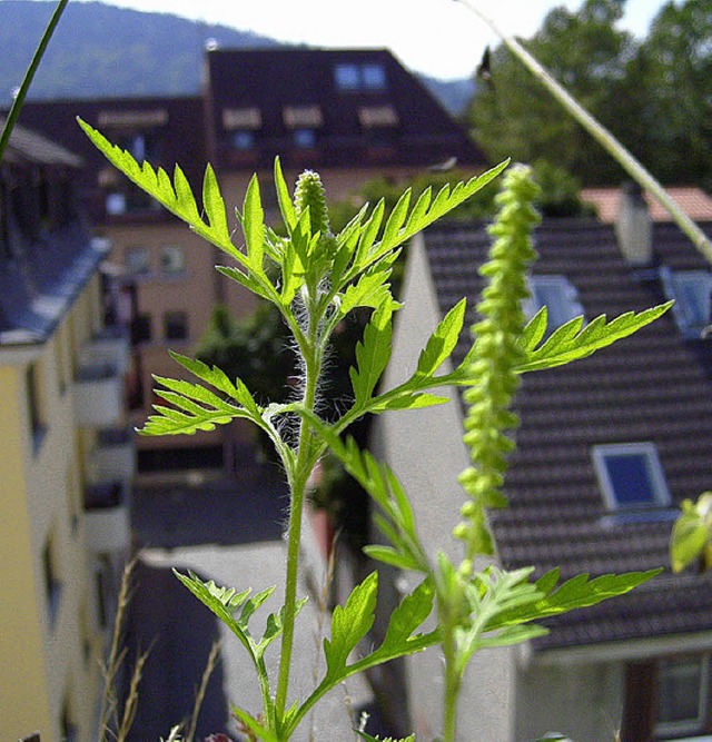 Ambrosia Pflanze im Blumenkasten, wahrscheinlich durch Vogelfutter  | Foto: Brigitte Sasse
