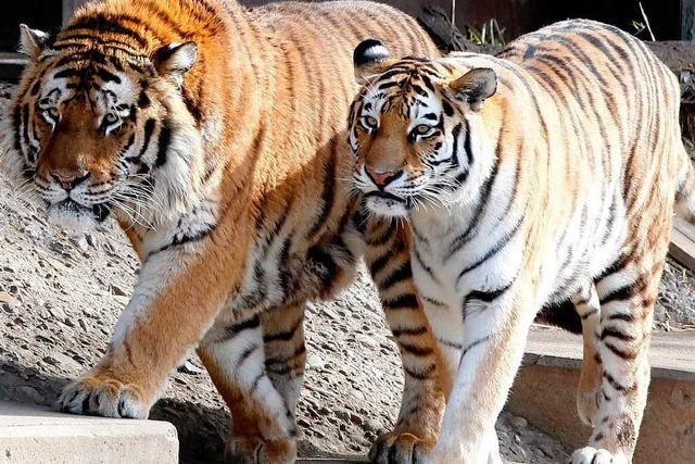 Schock in Kölner Zoo - Tiger tötet Pflegerin