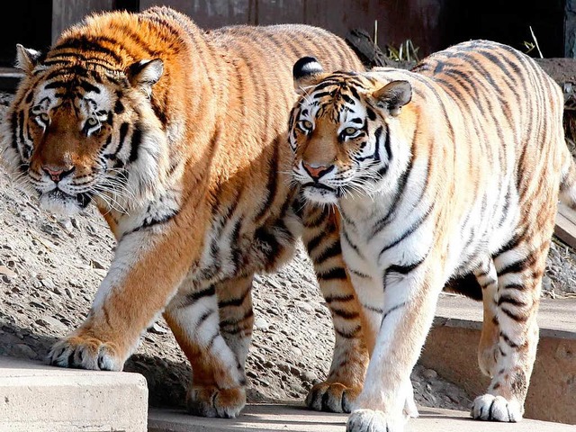 Kln: Amur-Tiger Altai (l., Archivbild...rochen und hat eine Pflegerin gettet.  | Foto: dapd