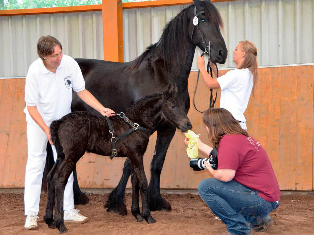 Knapp drei Wochen alt war das kleine Stutfohlen Nele vom Bellihof, das sich bei der Zuchtschau präsentierte. Knapp drei Wochen alt war das kleine Stutfohlen Nele vom Bellihof, das sich bei der Zuchtschau präsentierte.