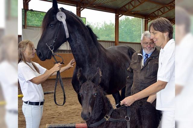 Friesenpferde-Zuchtschau auf dem Bellihof in Ebnet