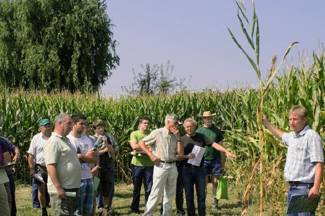 Landwirte knnen auf gutes Mais-Geld hoffen