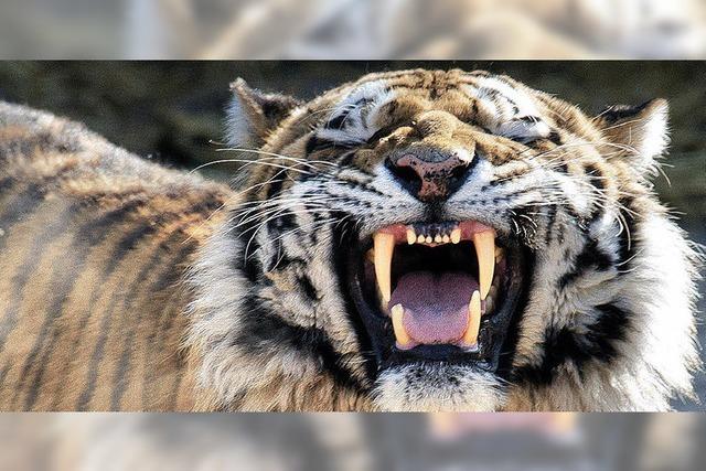 Tierpflegerin im Kölner Zoo stirbt nach Angriff durch Tiger