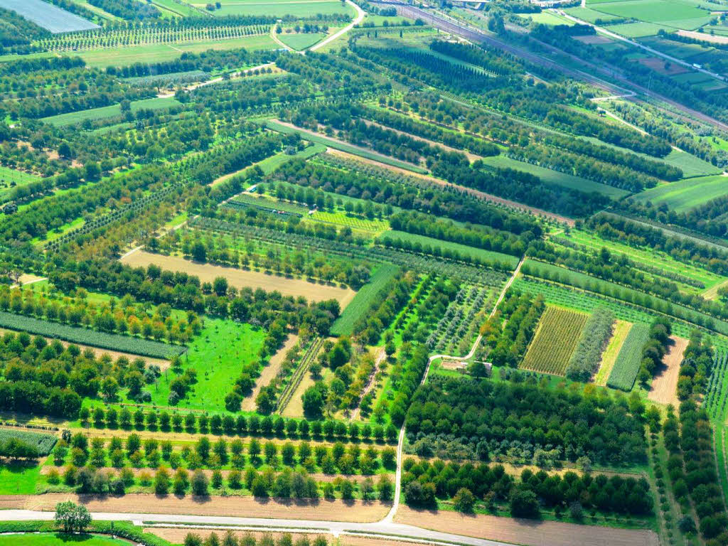 Obstbaumplantagen zwischen Rammersweier und Ebersweier