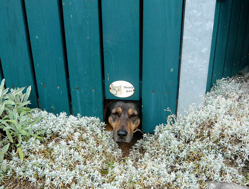 Gesehen beim Spaziergang in Zell-WeierbachFoto: Christiane Duensing, Lahr-Reichenbach