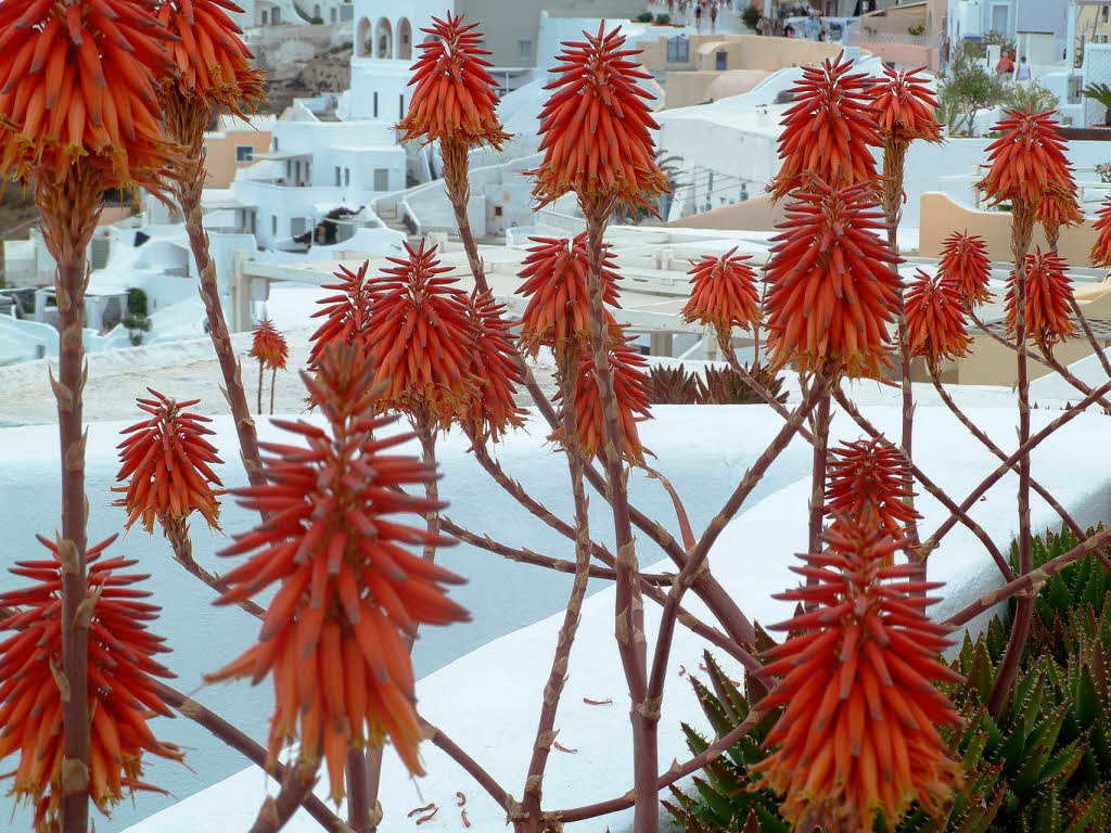 Oia auf Santorin, GriechenlandFoto: Brigitte Schmieder, Meienheim